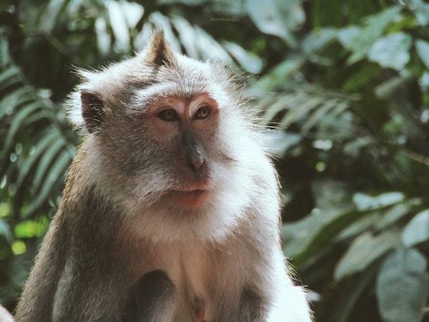 Macaco em uma floresta tropical verde