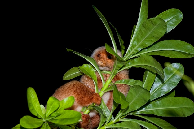 Macaco endêmico indonésio Cuscus