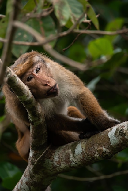 Macaco engraçado bonito sentado em um galho de árvore olhando para a frente cercado por folhas verdes