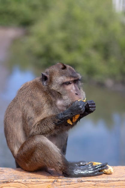 Macaco engraçado com patas sujas come banana Foco seletivo fundo desfocado Vista lateral Vertical