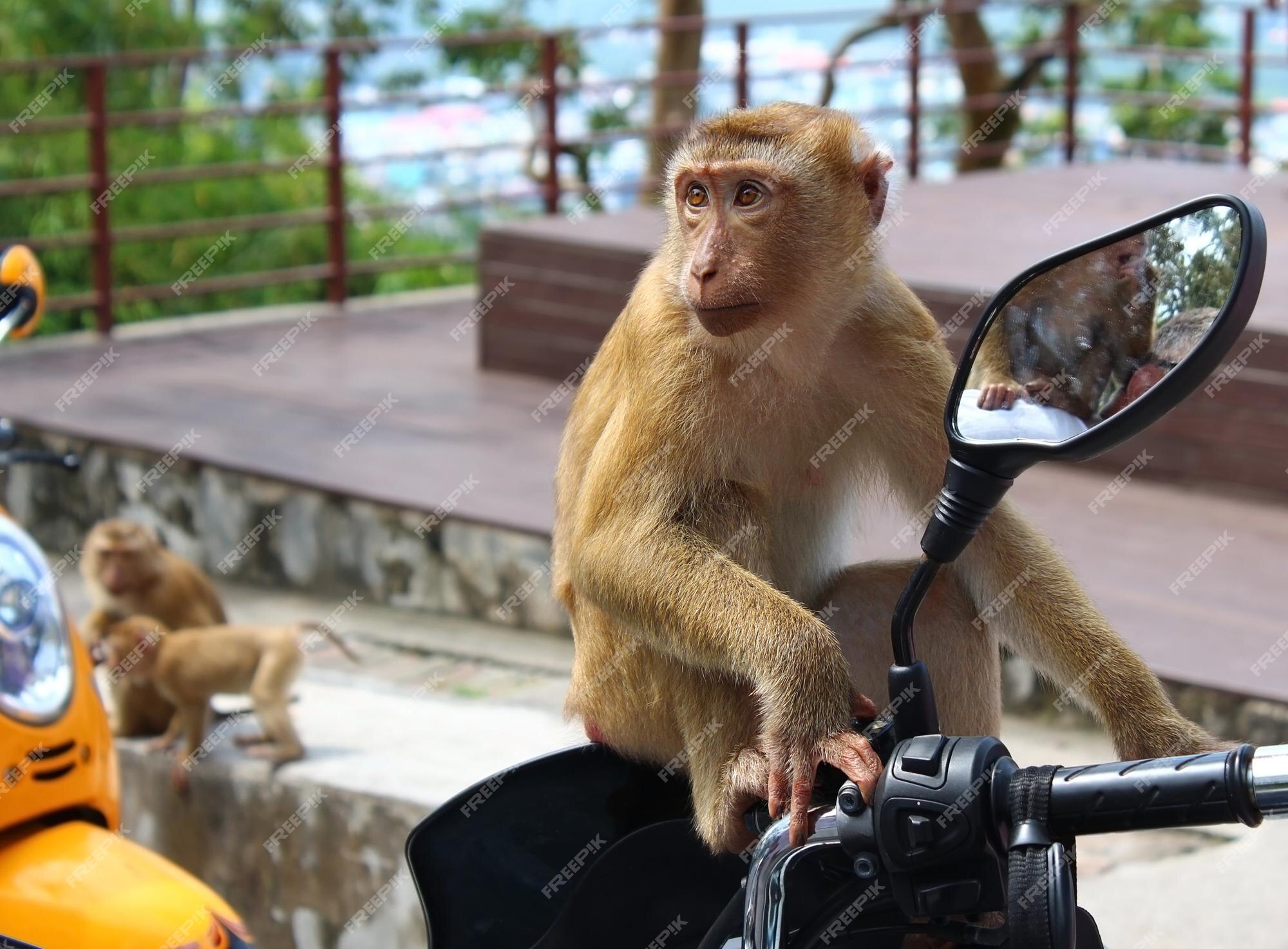 Macacos engraçados imagem de stock. Imagem de comer, naughty - 66052915