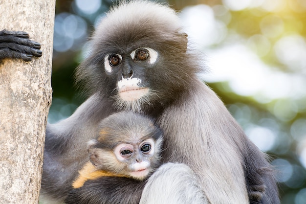 macaco engraçado vive em uma floresta natural da Tailândia