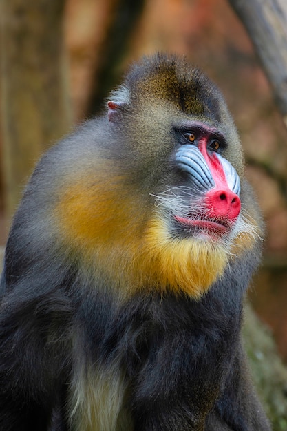 Foto macaco esfinge macho grande