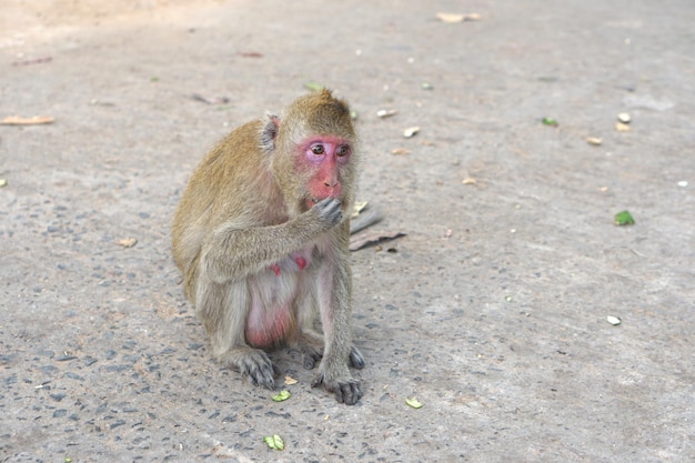 Macaco esperando para comer de turistas