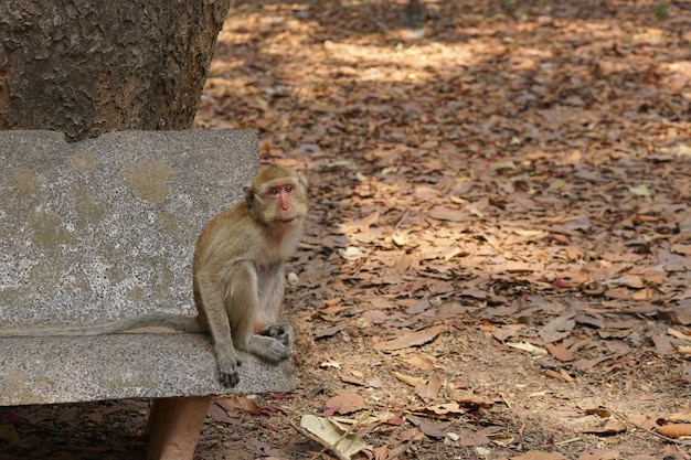 Macaco esperando para comer de turistas