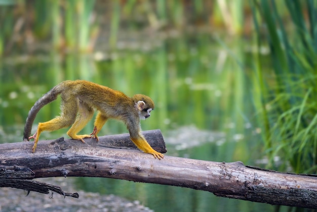 Macaco-esquilo comum andando em um galho de árvore acima da água