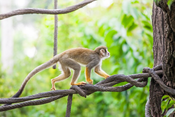 Foto macaco esquilo na árvore ramo