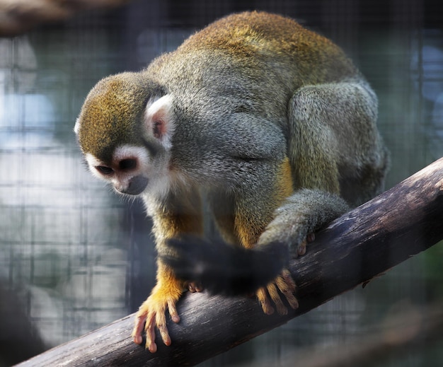 Macaco esquilo no zoológico