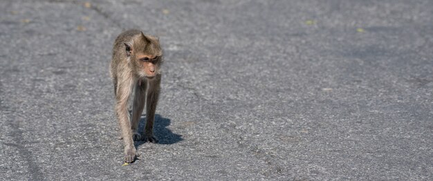 Macaco está agindo