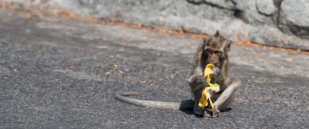 Macaco está agindo