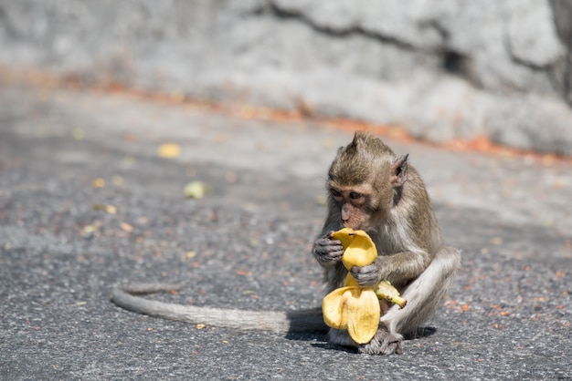 Macaco está agindo