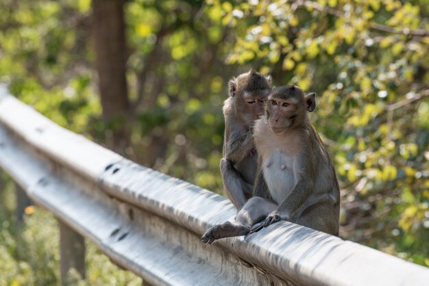 Macaco está agindo