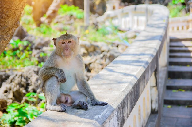 Macaco está sentado na escada