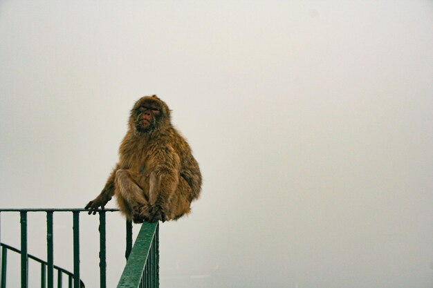 Macaco fêmea adulta sentada em cima de uma grade em Gibraltar