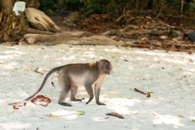 Macaco filhotes vida em uma ilha tropical.