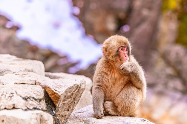 Macaco fofo sentado em uma pedra com a mão no queixo