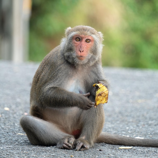 Macaco de Formosa Mono de roca de Formosa también llamado macaco taiwanés en estado salvaje