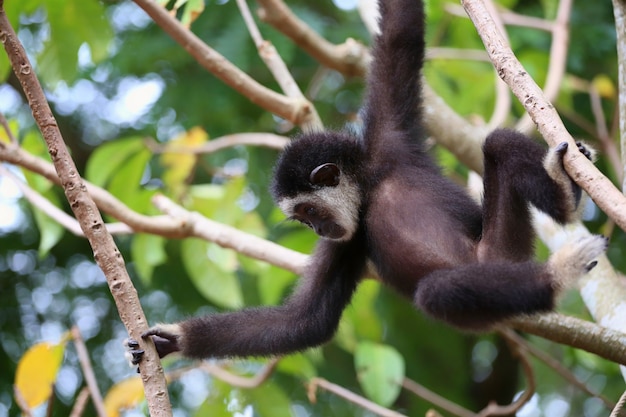 Macaco gibão preto na árvore e estava brincando divertido.