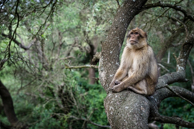 Macaco dourado feio bonito chinês macaco de nariz arrebitado