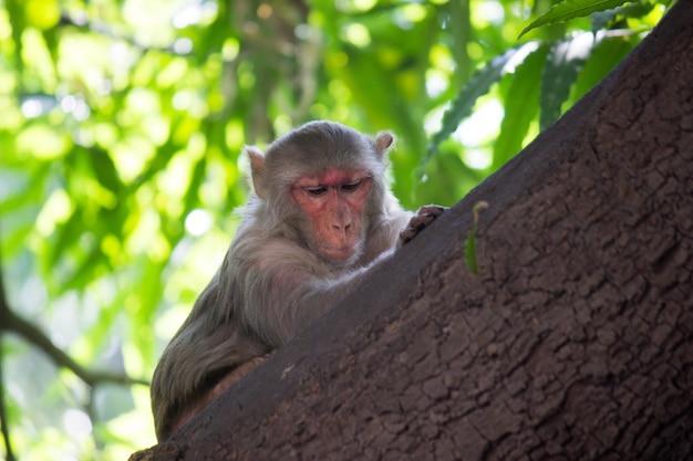 Macaco indiano, também conhecido como macaco rhesus, descansando no tronco de uma árvore