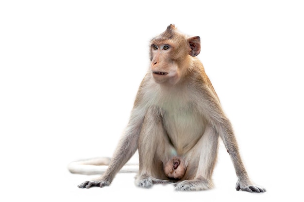 Macaco branco imagem de stock. Imagem de mostras, macaco - 90923521