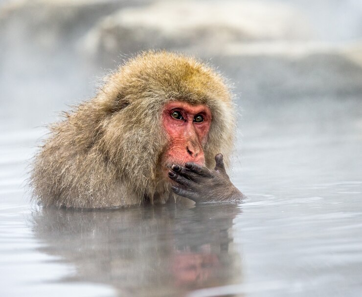 Foto el macaco japonés está sentado en el agua en una fuente termal. japón. nagano. parque de los monos jigokudani.