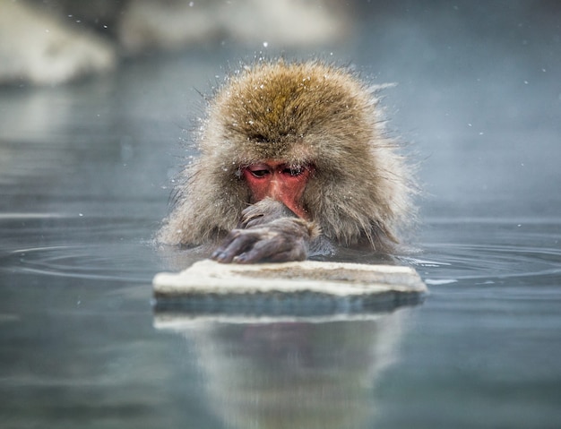 El macaco japonés está sentado en el agua en una fuente termal. Japón. Nagano. Parque de los monos Jigokudani.