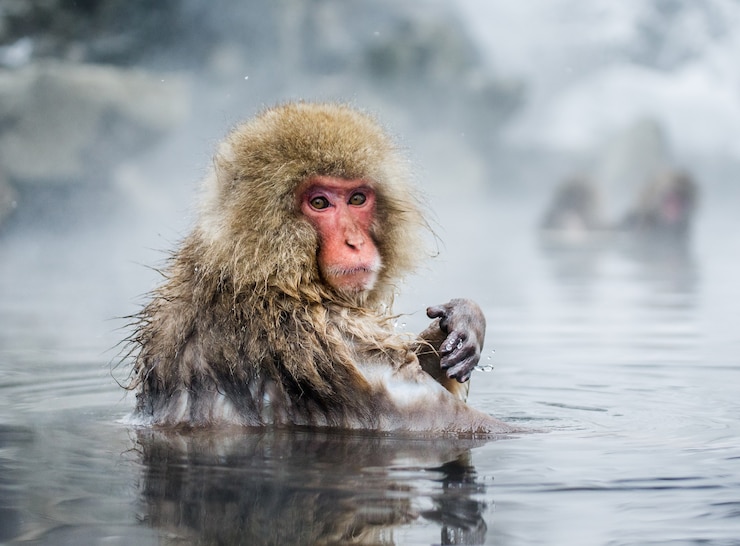 Foto el macaco japonés está sentado en el agua en una fuente termal