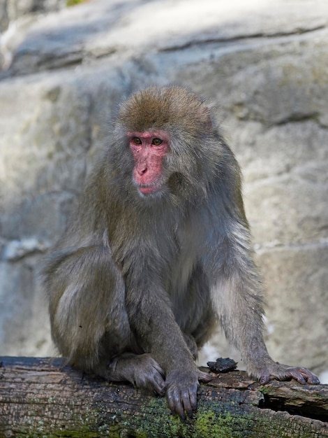 Macaco japonés Macaca fuscata