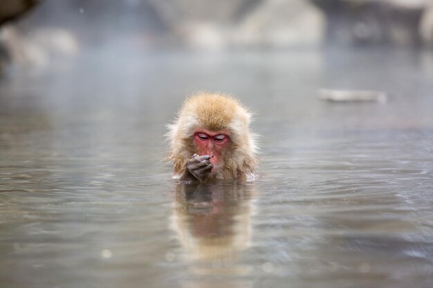 Macaco japonés nadando en una fuente termal