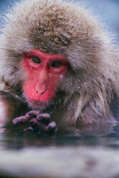 Macaco japonés con nieve en Nagano en invierno Feb 2022
