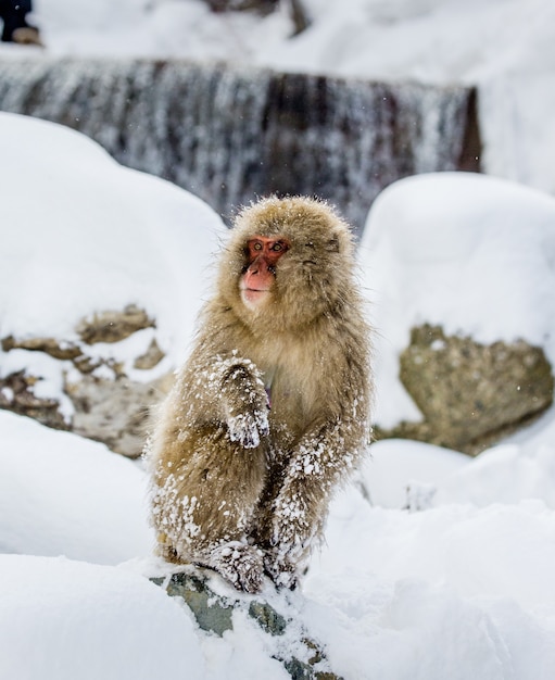 Macaco japonés en las rocas cerca de las aguas termales