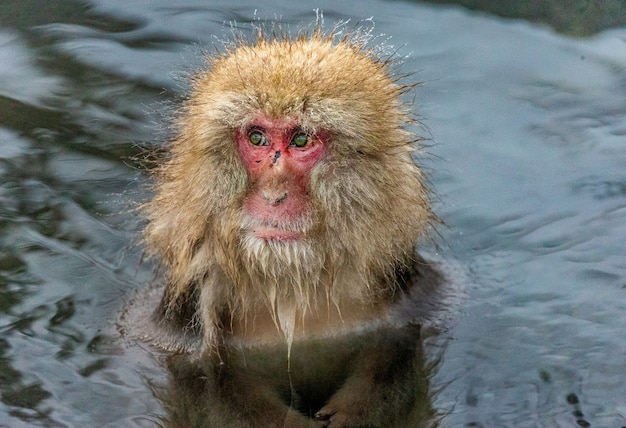 Macaco japonés sentado en el agua