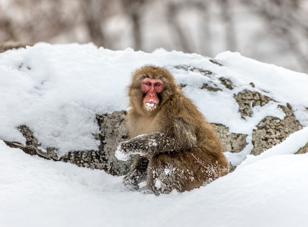 Macaco japonês sentado na neve