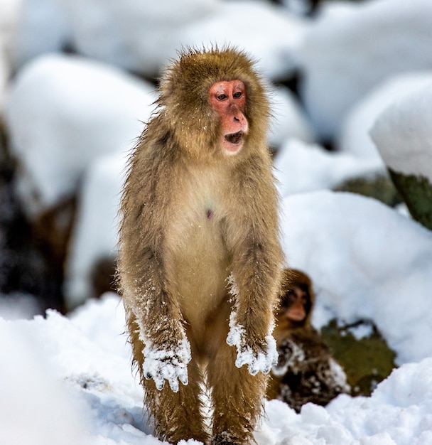 Macaco japonês sentado na neve