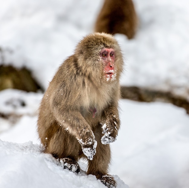 Macaco japonês sentado na neve