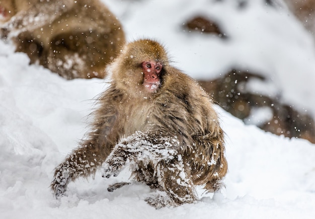 Macaco japonês sentado na neve