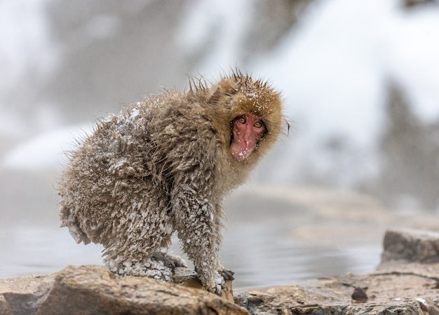 Macaco japonés sentado en la nieve.