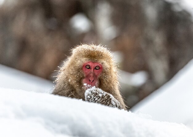 Macaco japonés sentado en la nieve.