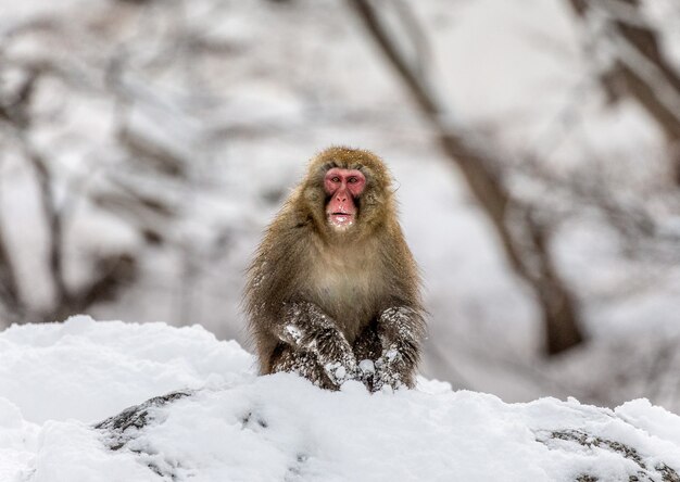 Foto macaco japonés sentado en la nieve.