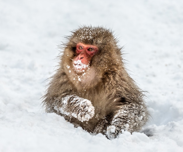 Macaco japonés sentado en la nieve.