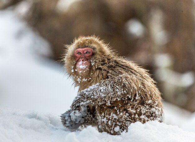 Macaco japonés sentado en la nieve.