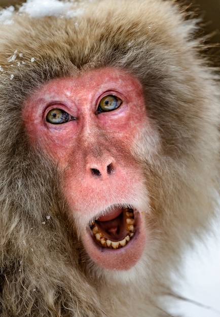 Macaco japonés sentado en la nieve.