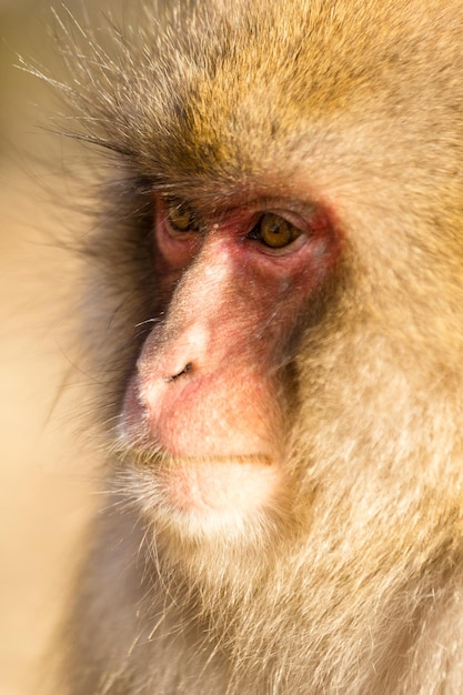 macaco japonês