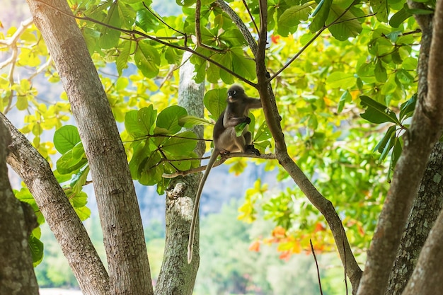 Foto macaco langur de folha escura trachypithecus obscurus pendura e come folhas verdes na árvore na praia de railay krabi tailândia