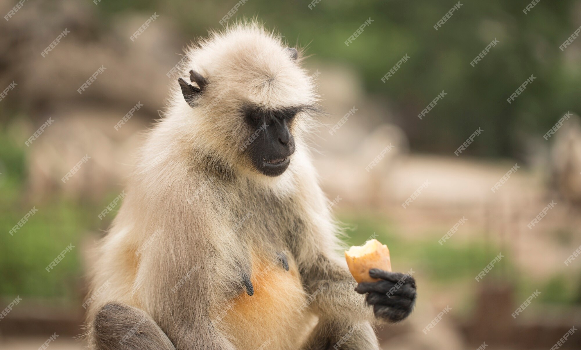 Um Ótimo Olhar Para Um Macaco Branco Saki Enfrentado Atrás Em Árvores. Foto  Royalty Free, Gravuras, Imagens e Banco de fotografias. Image 150461346