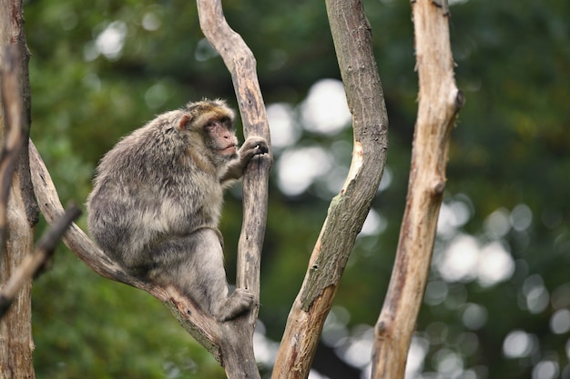 Macaco macaca na natureza procurando habitat cuidados familiares macaca sylvanus