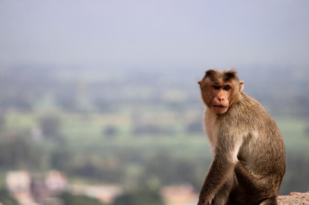 Macaco macaco bonnet com copyspace