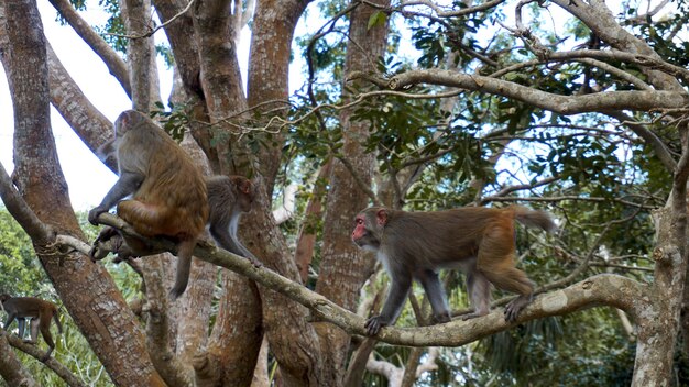 Macaco-macaco na floresta tropical. Macacos no ambiente natural. China, Hainan