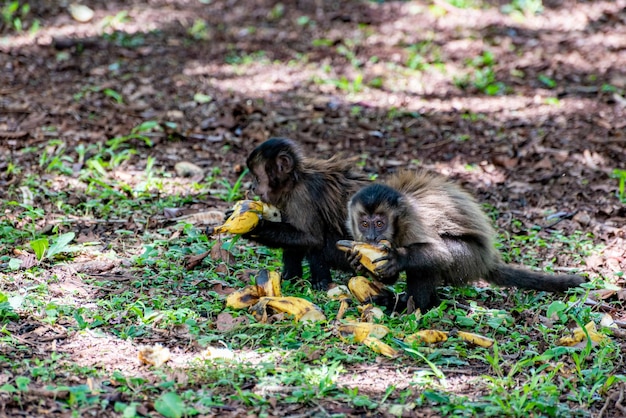 Macaco macaco-prego em área rural no Brasil solto no chão luz natural foco seletivo